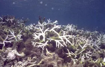 Bleached branching corals
(Acropora sp.) in Mayotte,
western Indian Ocean in 1998.