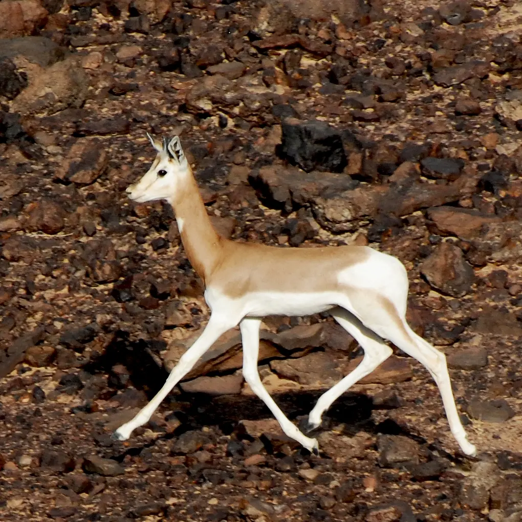 Dama Gazelle (Nanger dama) 2008 IUCN Red List of Threatened Species status: Critically Endangered.