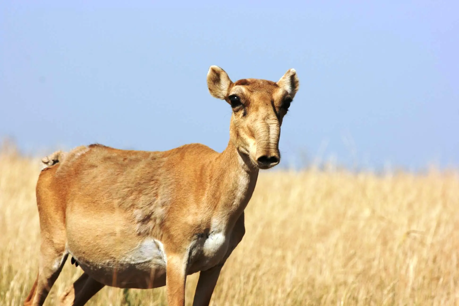 Female saiga antelope