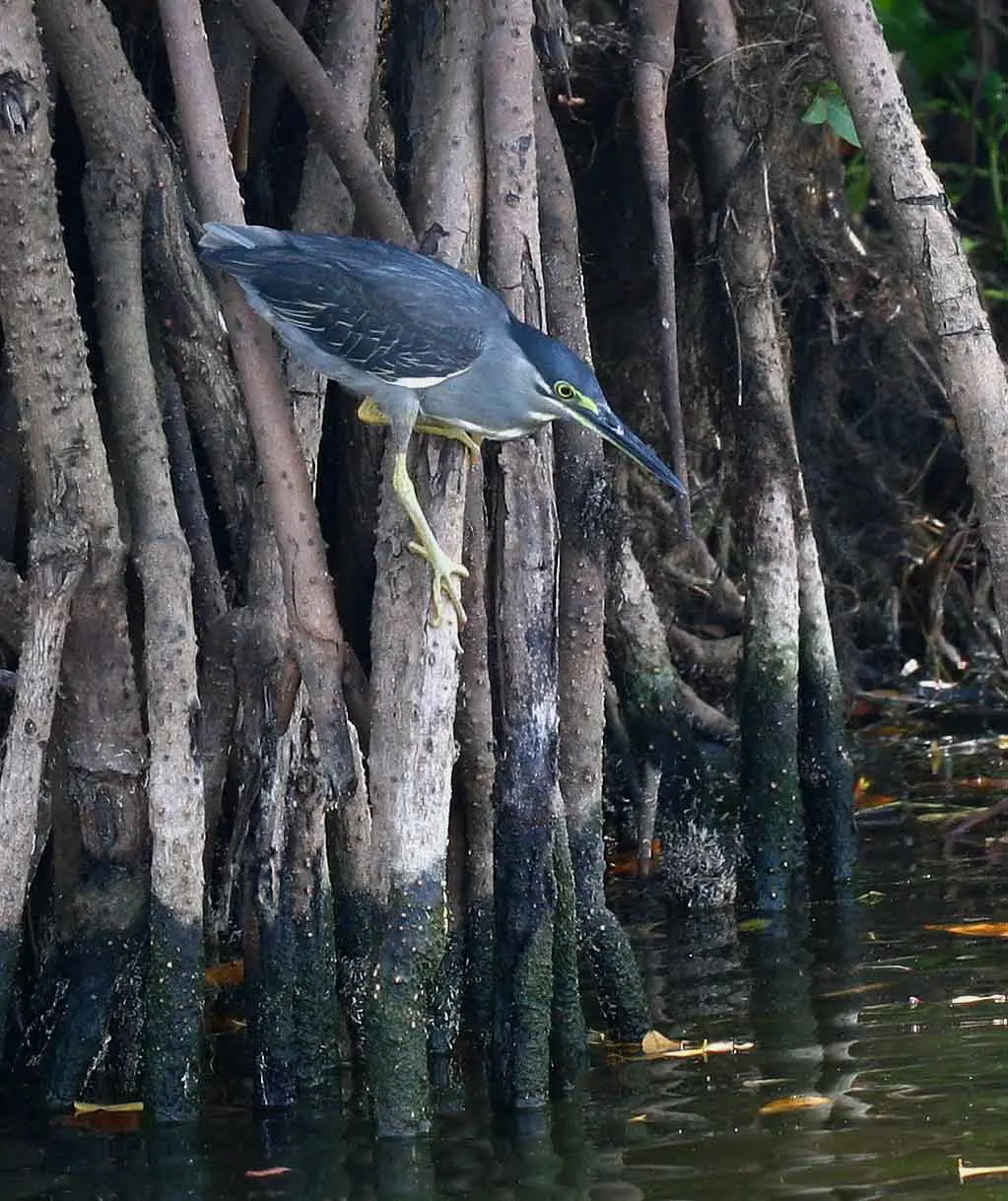 Green heron (Butorides striatus) among mangrove roots, Sri Lanka.