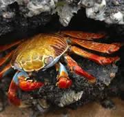 A Sally lightfoot crab on Bartolome Island, Galapagos, Ecuador