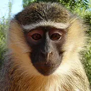 Vervet monkey in Nyamey, Niger