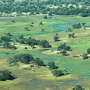 Boro and trees, Okavango delta