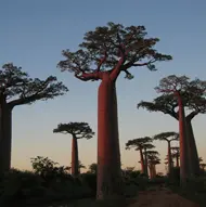 Madagascar baobabs