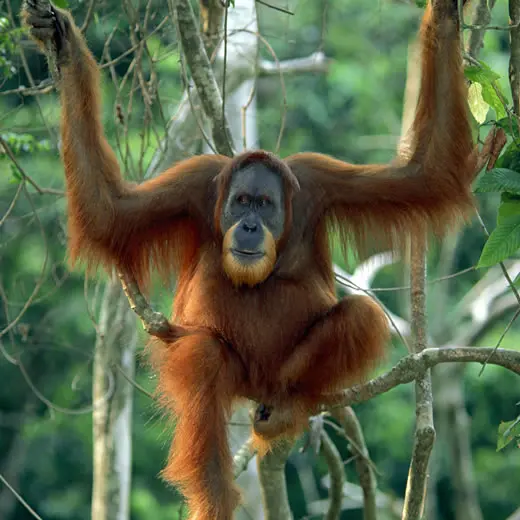 Critically Endangered Sumatran orang-utan (Pongo abelii)