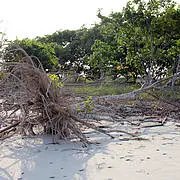 Sundarbans cyclone