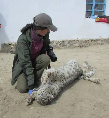 The sad part about Tanya's work is that sometimes her team has to deal with retaliatory killings of snow leopards. In this case they convinced the farmer not to sell the skin and parts and hand them over to the authorities. The team is now also working...