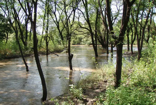 Um Zibim Forest Reserve flooded