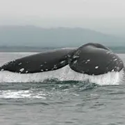 whale_2.png