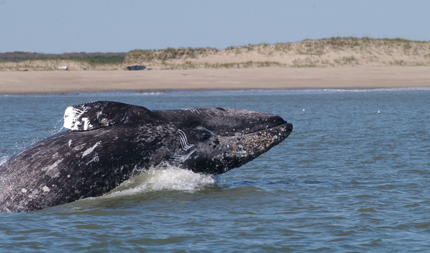 Western gray whale close to Sakhalin Island
