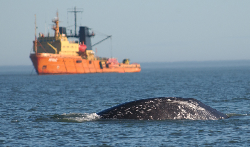 Western gray whale feeding close to an OG industry support vessel off Sakhalin Island